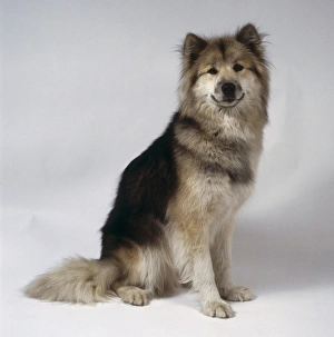 A Greenland dog with thick gray fur sits on its haunches while restrained by a red leash A Greenland dog with thick gray fur sits on its haunches while restrained by a red leash