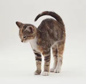 A grey/brown kitten flexing its back