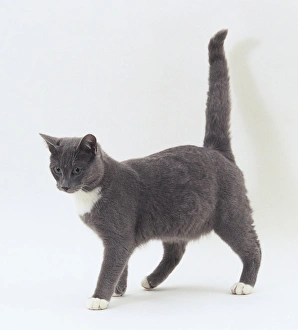 Grey cat with white paws and white around its neck, side view