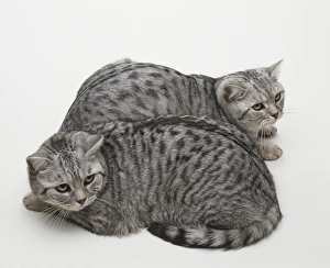 Grey hair and black stripes