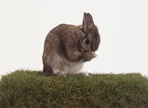 Grey Rabbit (Oryctolagus cuniculus) sitting on turf and scratching its face, side view Grey Rabbit (Oryctolagus cuniculus) sitting on turf and scratching its face, side view