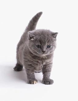 Grey shorthair kitten (Felis catus) standing with its tail raised, front view Grey shorthair kitten (Felis catus) standing with its tail raised, front view