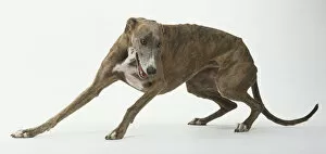 Muscular Gallery: Greyhound (Canis familiaris) crouching and turning sideways, side view