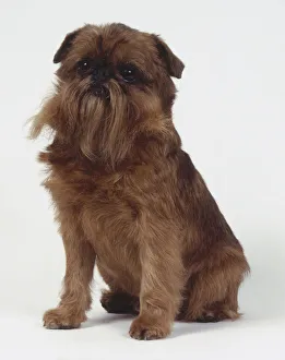 Griffon Bruxellois (Brussels Griffon) dog, seated Our ...