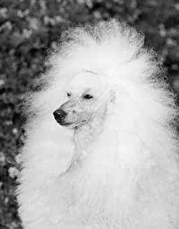 <b class=qtipBold><figcaption>A Groomed Standard Poodle</figcaption></b><br>United States: c. 1960. A brushed and groomed standard poodle sits for a portrait.<br><em>© Underwood Archives/UIG</em> A Groomed Standard Poodle
