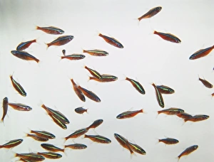 Group of Cardinal Tetras (Paracheirodon axelrodi), red, yellow and blue striped fish Group of Cardinal Tetras (Paracheirodon axelrodi), red, yellow and blue striped fish