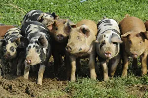 Group of crossbred piglets in field Group of crossbred piglets in field