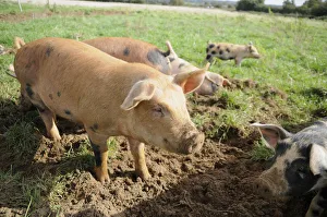 Group of spotted pigs in a field, close-up Group of spotted pigs in a field, close-up