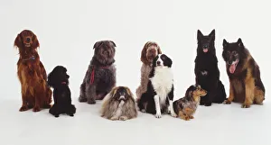 A group of well trained dogs sitting together A group of well trained dogs sitting together