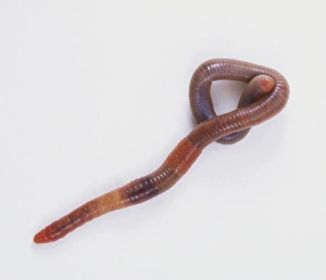 Segmented Worm Gallery: Growing froglet, with limbs outstretched and long tail, view of back