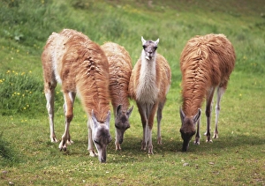 Four guanacos (Lama guanicoe) grazing, the middle one looking up Four guanacos (Lama guanicoe) grazing, the middle one looking up