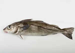Whole haddock on white background, close-up Whole haddock on white background, close-up