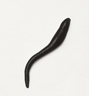 Segmented Worm Gallery: Haemopsis sanguisuga, Horse Leech