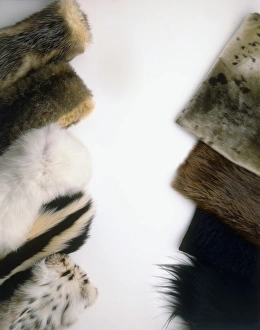 Hairseal fur, Beaver fur, Karakul fur, Colobus monkey fur, Opossum fur, Possum fur Hairseal fur, Beaver fur, Karakul fur, Colobus monkey fur, Opossum fur, Possum fur