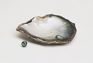 黒蝶貝ネックレス 9-12mm　black lipped oyster Black Pearl Oyster Shell with Black Lipped Pearl Close Up