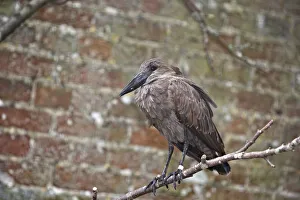 Hamerkop (Scopus umbretta) perching on branch Hamerkop (Scopus umbretta) perching on branch