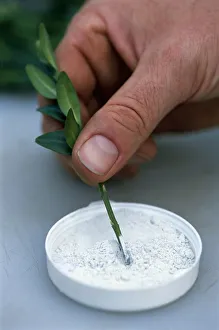 Hand dipping bottom of evergreen cutting into hormone rooting powder, close-up Hand dipping bottom of evergreen cutting into hormone rooting powder, close-up