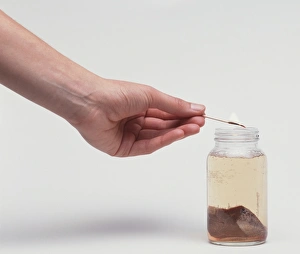 Hand holding lit match over jar of slightly yellowed liquid containing a piece of liver Hand holding lit match over jar of slightly yellowed liquid containing a piece of liver