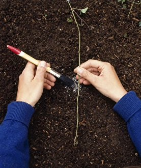 Hands dusting incision on shoot of climbing plant with hormone rooting powder Hands dusting incision on shoot of climbing plant with hormone rooting powder
