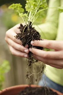 <b class=qtipBold><figcaption>Hands repotting seedling</figcaption></b><br><em>© Dorling Kindersley/UIG</em> Hands repotting seedling