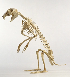 <b class=qtipBold><figcaption>Hare skeleton, side view</figcaption></b><br><em>© Dorling Kindersley/UIG</em> Hare skeleton, side view