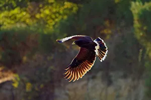 Harriss Hawk. Parabuteo Unicinctus Harriss Hawk. Parabuteo Unicinctus