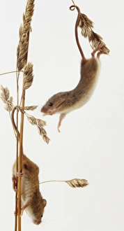 Two Harvest Mice climbing on plant stems, reaching up to grab stalk Two Harvest Mice climbing on plant stems, reaching up to grab stalk