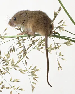 Harvest Mouse sitting on Ox-eye Daisies stem, tail hanging down for balance Harvest Mouse sitting on Ox-eye Daisies stem, tail hanging down for balance