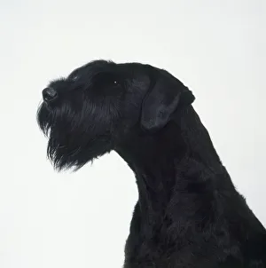 Head of black Giant Schnauzer, close-up Head of black Giant Schnauzer, close-up