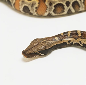 Head of Blood Python (Python curtus brongersmai), close up Head of Blood Python (Python curtus brongersmai), close up