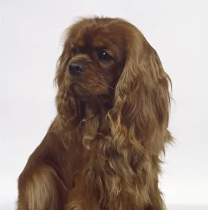 Head of a Cavalier King Charles spaniel, with its long silky-haired ears Head of a Cavalier King Charles spaniel, with its long silky-haired ears