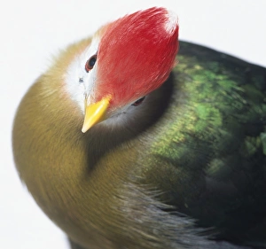 Head close-up of a Red-Crested Turaco, showing the bright red, dense crest of fine feathers on the head, small yellow bill, and part of the breast feathers Head close-up of a Red-Crested Turaco, showing the bright red, dense crest of fine feathers on the head, small yellow bill, and part of the breast feathers
