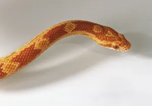 Head of a corn snake (Elaphe guttata), showing red-brown and orange markings Head of a corn snake (Elaphe guttata), showing red-brown and orange markings