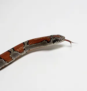 Head of Mexican king snake (Lampropeltis mexicana) with its tongue out, side view Head of Mexican king snake (Lampropeltis mexicana) with its tongue out, side view