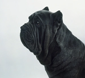 Head of Neapolitan Mastiff in profile Head of Neapolitan Mastiff in profile