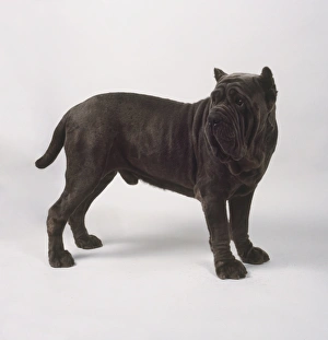 Head and neck only of neapolitan mastiff Head and neck only of neapolitan mastiff