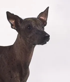 Head and neck view of mexican hairless Head and neck view of mexican hairless