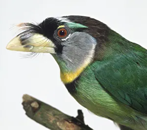 Head profile close-up of a Fire-Tufted Barbet showing the distinctive Head profile close-up of a Fire-Tufted Barbet showing the distinctive