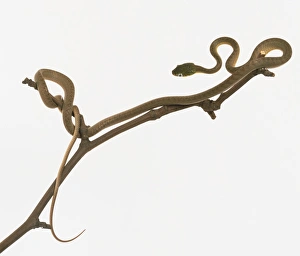 Head shot of a Green Anaconda snake with a thick, powerful neck merging with the head Head shot of a Green Anaconda snake with a thick, powerful neck merging with the head