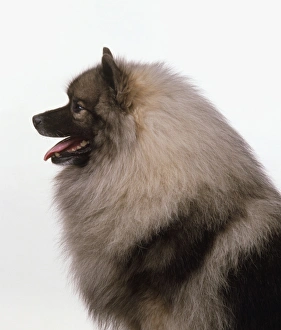 Head and shoulders of a Keeshond, side view Head and shoulders of a Keeshond, side view