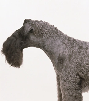 Head and shoulders of a Kerry Blue Terrier, standing, side view Head and shoulders of a Kerry Blue Terrier, standing, side view