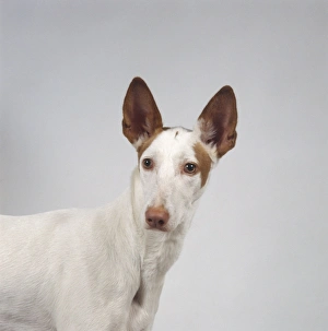 Head and shoulders of red and white Podenco Ibicenco (Ibizan Hound Head and shoulders of red and white Podenco Ibicenco (Ibizan Hound