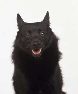 Head and shoulders of a Schipperke dog, looking at camera Head and shoulders of a Schipperke dog, looking at camera
