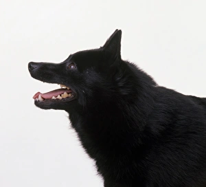 Head and shoulders of a Schipperke dog, side view Head and shoulders of a Schipperke dog, side view