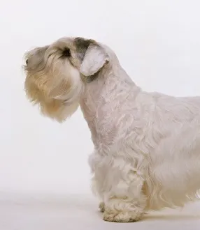 Head and shoulders of a Sealyham Terrier, side view Head and shoulders of a Sealyham Terrier, side view