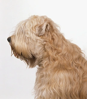Head and shoulders of a Soft-coated Wheaten Terrier, side view Head and shoulders of a Soft-coated Wheaten Terrier, side view