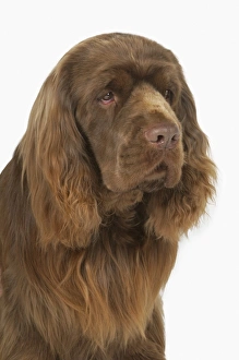 Head and shoulders of Sussex Spaniel with golden liver-coloured coat unique to the breed Head and shoulders of Sussex Spaniel with golden liver-coloured coat unique to the breed