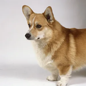 Side head and shoulders view of a Pembroke Welsh Corgi with head in profile Side head and shoulders view of a Pembroke Welsh Corgi with head in profile