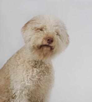 Head and shoulders of yellow Lagotto Romagnolo dog Head and shoulders of yellow Lagotto Romagnolo dog