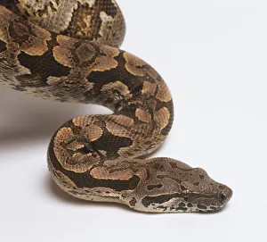 Head of slithering Dumerils Boa (Boa dumerili), close up, side view Head of slithering Dumerils Boa (Boa dumerili), close up, side view